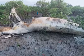 Quảng Ninh: Phát hiện xác cá voi “khủng” dạt vào đảo Quan Lạn