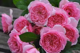  Khó khăn đến mấy cũng lạc quan, 3 con giáp làm ăn phát đạt