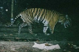 Video: Giải mã hành vi tự ăn thịt mình của nhiều loài động vật 