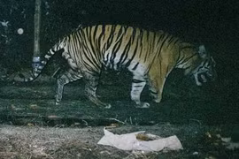 Video: Giải mã hành vi tự ăn thịt mình của nhiều loài động vật 