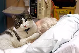 Chuyện kỳ lạ của con mèo biết trước về sự ra đi của người