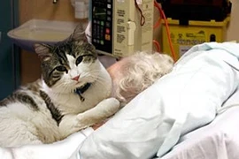 Chuyện kỳ lạ của con mèo biết trước về sự ra đi của người