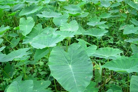 Cây dại mọc khắp ao hồ nay hóa “mỏ vàng”, bán 300.000/kg 