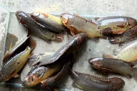 Loại cá rẻ tiền xưa có đầy ngoài đồng, giờ cực hiếm