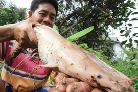 Bắt được cá trê đột biến màu hồng, chàng trai sợ hãi mang thả