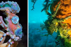 Cua Decorator: Những loài “tắc kè hoa” dưới đáy biển 