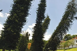 Bí ẩn loài cây luôn nghiêng về xích đạo dù trồng ở bán cầu nào