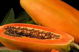 Đu đủ được mệnh danh là “quả trăm điều lợi”