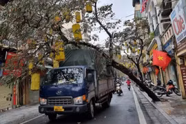 Cây trên phố cổ Hà Nội bật gốc đè trúng xe tải