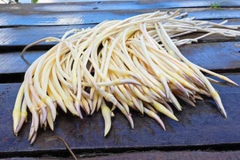 Đặc sản trắng ngần ẩn mình dưới bùn đen, mỗi năm chờ hè để hưởng