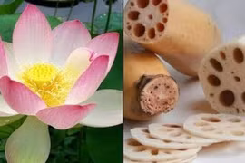 4 loại rau 'chất đống' ký sinh trùng, mắc ổ bệnh nếu không chế biến sạch