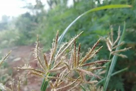 Loài cỏ dại chứa mỏ vàng trong rễ