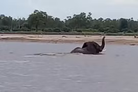 Video: Cá sấu cắn đuôi, tấn công voi rừng trên sông và cái kết 