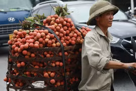 Vải thiều Thanh Hà mua buôn 15 nghìn/kg, vừa mất mùa vừa mất giá