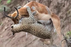 Video: Báo hoa mai ra đòn siêu nhanh hạ sát linh dương 