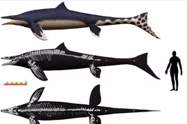 Nhật Bản: Sự thật sốc về hài cốt “rồng xanh” to như xe buýt