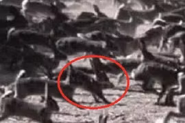 Mang về 24 con vật lạ người đàn ông gây thảm họa kinh hoàng