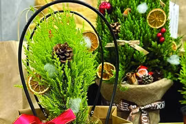 Tiết kiệm chi phí với “bản sao” của cây thông Noel