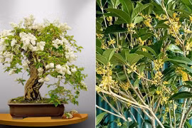 Loại cây hợp cả 5 mệnh, nhà giàu đua nhau trồng