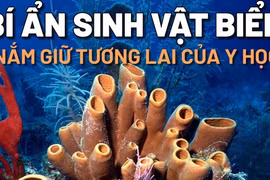 Sinh vật biển lâu đời nhất hành tinh nắm giữ tương lai y học
