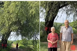 Cây cổ thụ hàng trăm năm tuổi được 5 thế hệ người dân bảo vệ