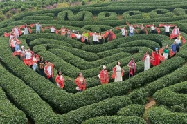 Khảo sát điểm đến, dịch vụ du lịch trên địa bàn Mộc Châu