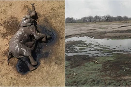 Hơn 100 con voi tuyệt vọng tìm nước uống, chết trong công viên Zimbabwe 