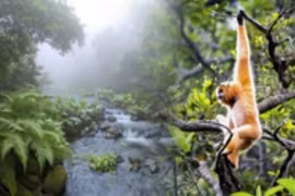 Khám phá thiên nhiên hoang dã tại khu rừng hàng triệu năm tuổi