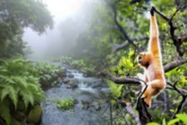 Khám phá thiên nhiên hoang dã tại khu rừng hàng triệu năm tuổi