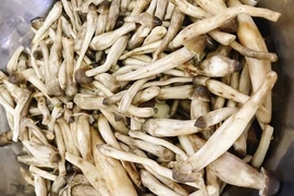 Trời mưa mới được ăn nấm mối, 1 triệu đồng/kg vẫn hết sạch