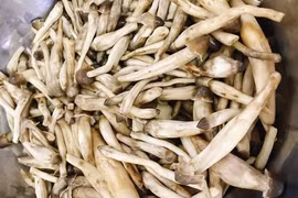 Trời mưa mới được ăn nấm mối, 1 triệu đồng/kg vẫn hết sạch