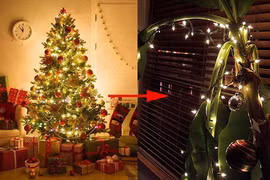 Loại cây được quốc gia đông dân nhất thế giới trưng dịp lễ Noel 