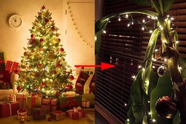 Loại cây được quốc gia đông dân nhất thế giới trưng dịp lễ Noel 