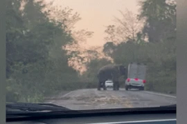 Video: Không đợi con voi đi qua, tài xế nhận kết đắng