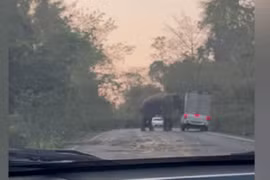 Video: Không đợi con voi đi qua, tài xế nhận kết đắng