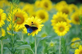 Ai sinh vào 4 ngày Âm lịch này tâm như nước lặng, sống viên mãn