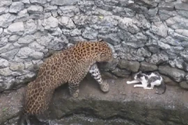 Video: Mèo nhà đối đầu báo hoa mai dưới giếng sâu và cái kết 