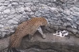 Video: Mèo nhà đối đầu báo hoa mai dưới giếng sâu và cái kết 