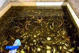 Nuôi con vật "trơn tuột" trong nhà, thu tiền tỷ mỗi năm