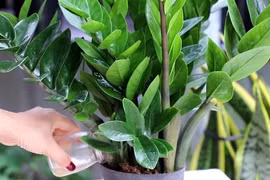 3 "đại kỵ" cần tránh khi trồng cây kim tiền