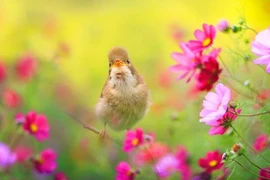 Tết năm nay không phải lo tiền bạc, 4 con giáp thu nhập cao