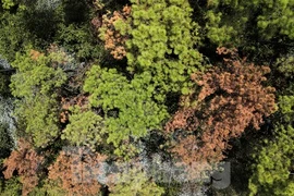 Cảnh rừng thông trụi lá, úa vàng do sâu róm tàn phá