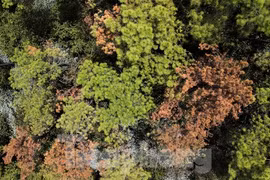 Cảnh rừng thông trụi lá, úa vàng do sâu róm tàn phá