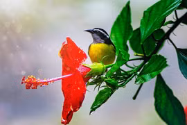 Thời đến không cản nổi: 4 con giáp đón tình yêu rực rỡ, tiền tài dư dả 