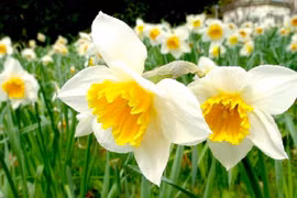 Trẻ sinh vào 5 ngày Âm lịch này, thông minh, tương lai xán lạn