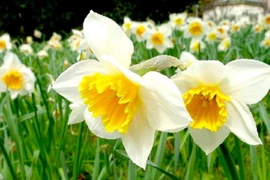 Trẻ sinh vào 5 ngày Âm lịch này, thông minh, tương lai xán lạn