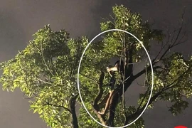 "Hốt hoảng" khi thấy chàng trai đu concert BlackPink... trên cây