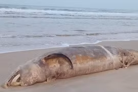 Xác cá voi trôi dạt vào bờ biển Quảng Trị