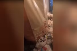 Video: Cô gái khiến chủ nhà "ngã ngửa" vì cảnh tượng kinh hoàng 