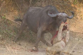 Video: Những pha săn mồi tàn khốc nhất năm của các loài mèo lớn